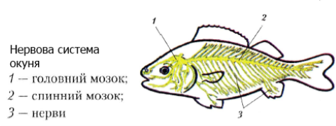 Азовське басейнове управління Державного агентства рибного господарства ::  Нервова система у риб